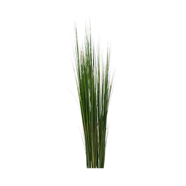 Onion Grass, 50"green,UNPOTTED