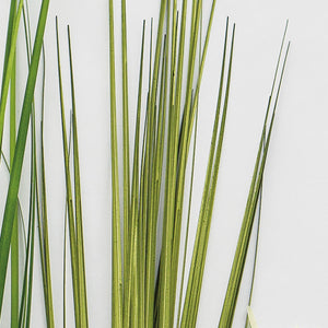 Unpotted Japanese Grass