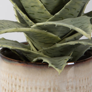 Seaside Succulents, Set/2