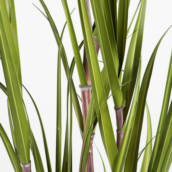 Potted Sugarcane Grass, 72"H