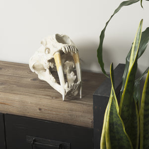 Fozzil 9L x 9W Resin Sabretooth Skull Replica