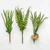 Mini Staghorn Fern