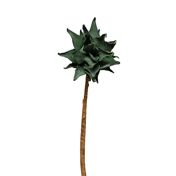Aloe Stem 42"H w/out Pot