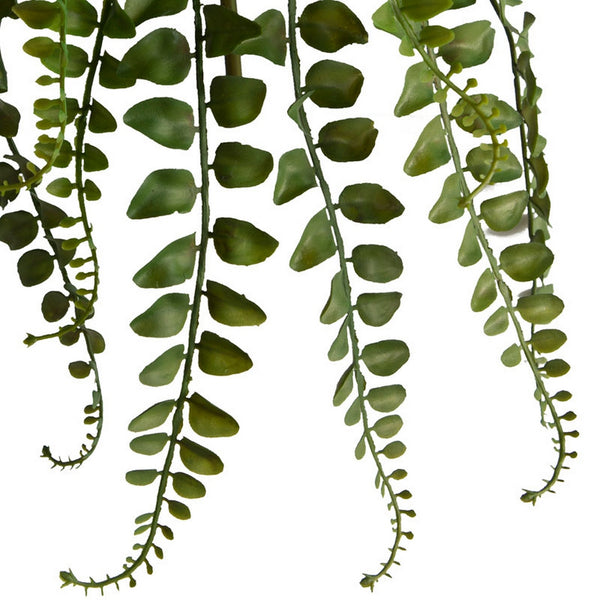 Small Button Fern