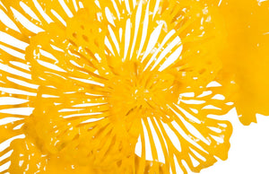Flower Wall Art, Dandelion, Small