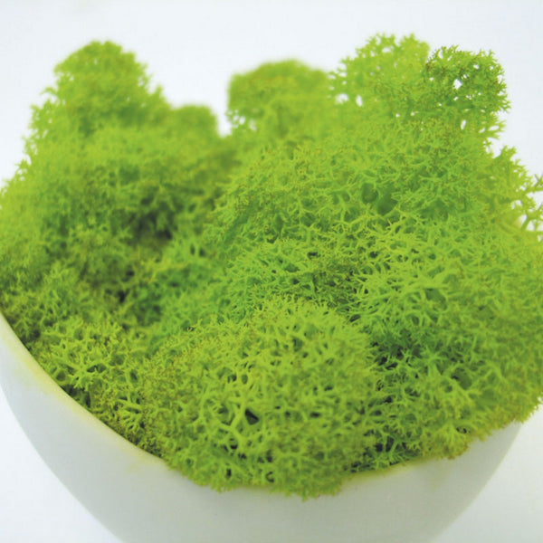 Reindeer Moss, Lime