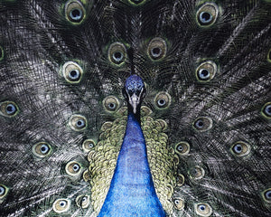 Brilliant Plumage - 72" X 48" - Charcoal Frame
