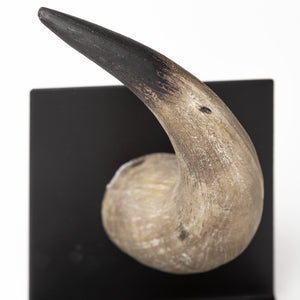 Nickerson (Set of 2) 6L x 7W Bull Horn Bookends