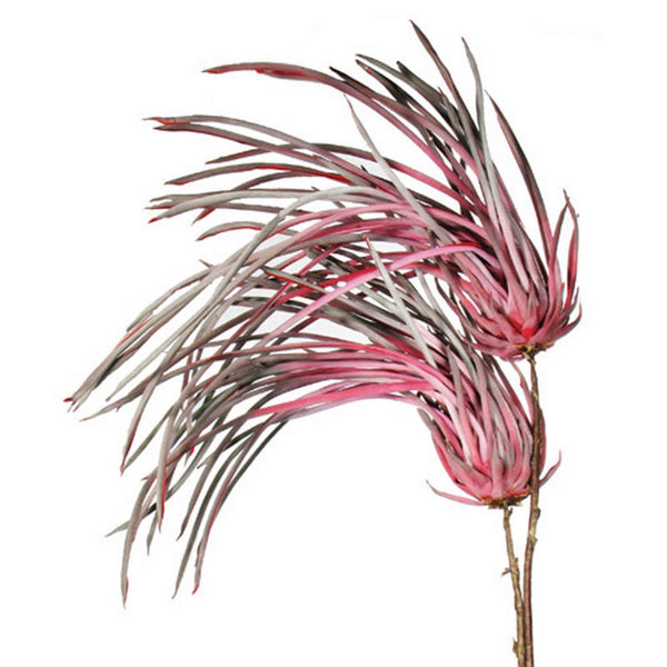 Wine Color, Pteris Spray