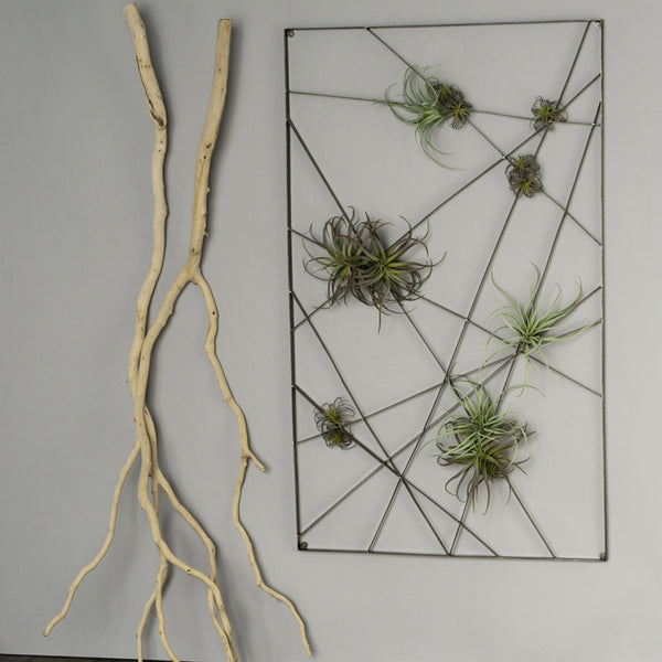 Intersect Wall Art with Tillandsia Mix