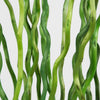 Kuwa Branch, Green 5-6'