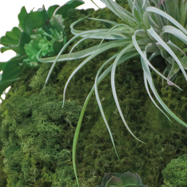 California Mix Moss Sphere