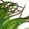 Ionantha Air Plant