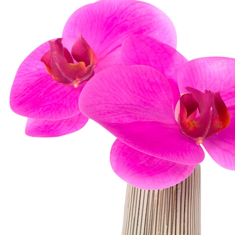 Contour Cone Vase with Fuchsia Phalaenopsis Orchid