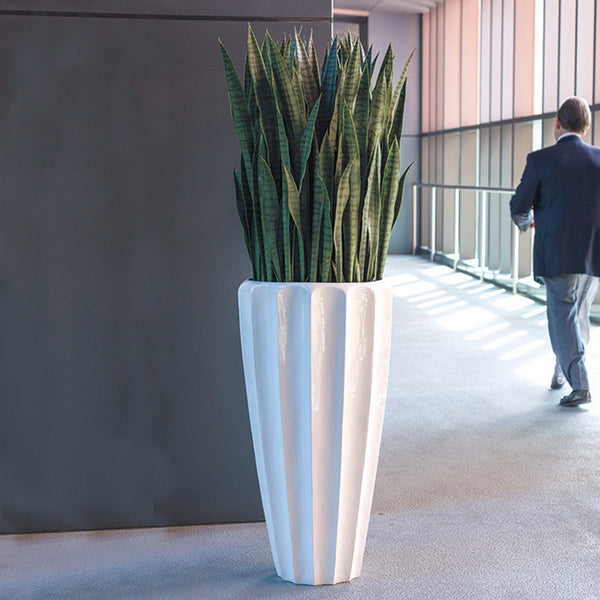Sansevieria in Pia Planter