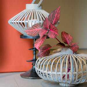 Spacely Lanterns