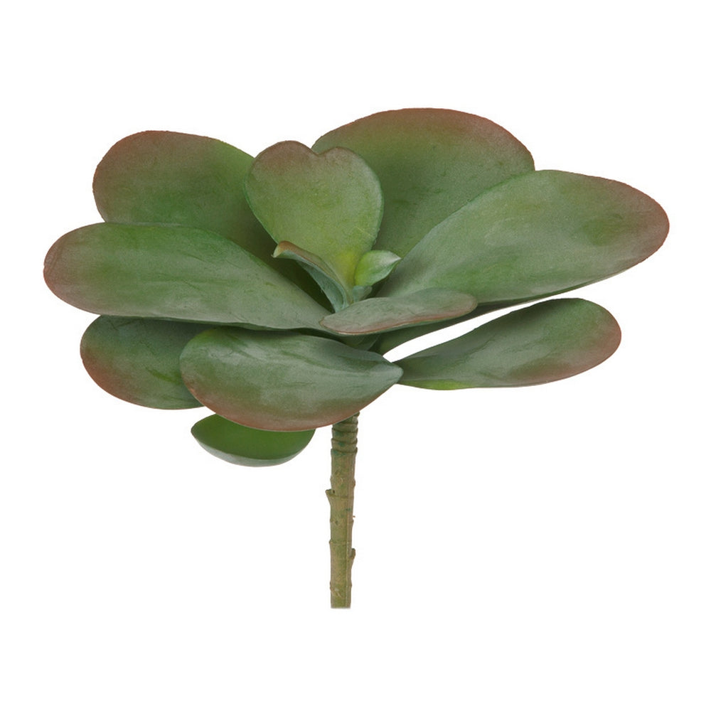 Paddle Kalanchoe LG Two-Tone