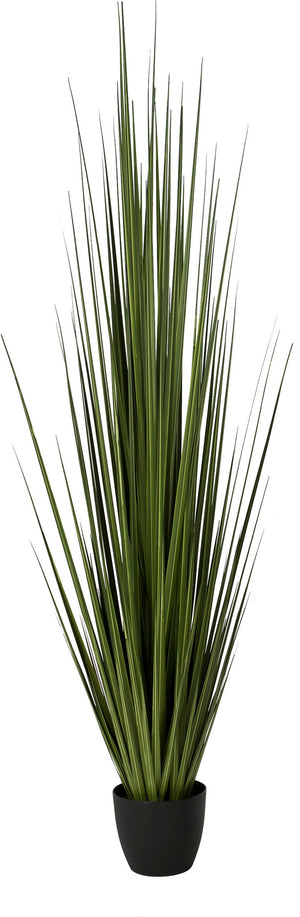 Potted Century Grass