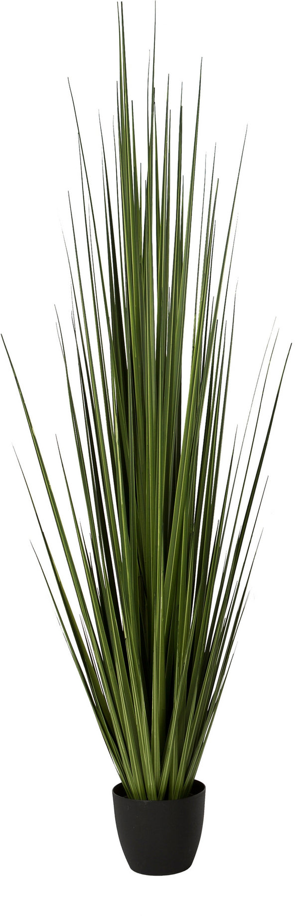 Potted Century Grass