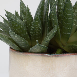 Doha Succulent Accent