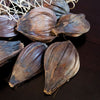 Nipa Fruit