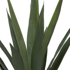 Yucca Head, green 25"H