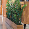 Zamifolia Plants in Rectangle Planter