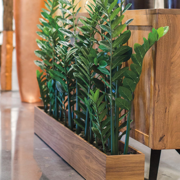 Zamifolia Plants in Rectangle Planter