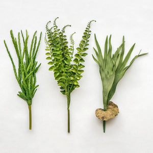 Small Button Fern