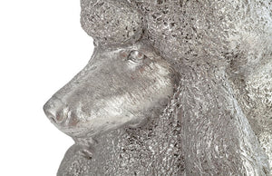 Poodle Dog, Silver Leaf