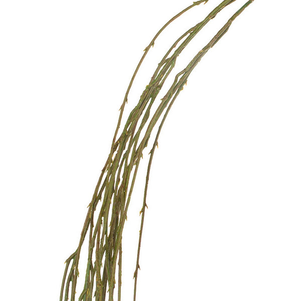 Weeping Willow Stem 64"