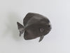 Australian Batfish, Polished Aluminum