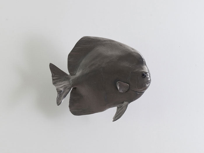Australian Batfish, Polished Aluminum
