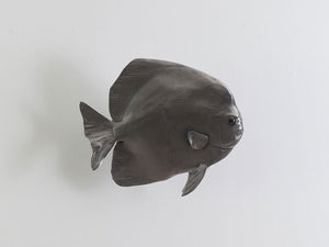 Australian Batfish, Polished Aluminum