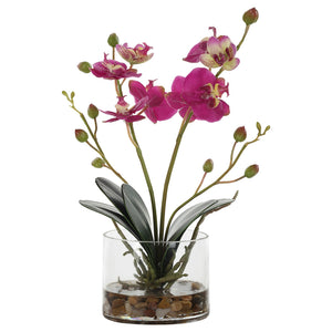 Glory Fuchsia Orchid
