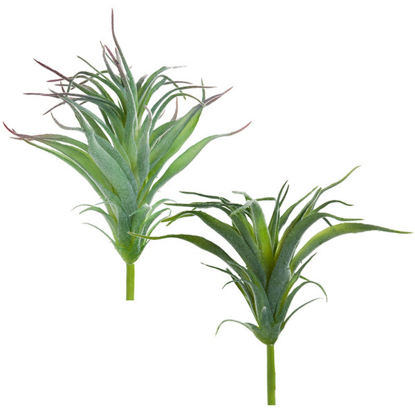 Ionantha Air Plant w/ Flocking