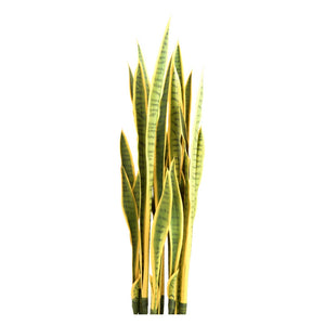 Sansevieria Plant Set Unpotted, Yellow/Green