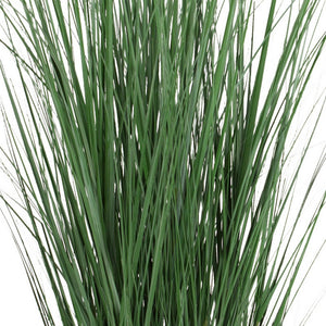 Potted Bluestem Grass