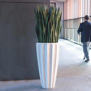 Sansevieria in Pia Planter