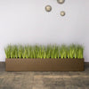 Short Japanese Grass in Custom Rectangle Planter