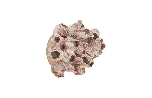 Barnacle Cluster Wall Art, Medium