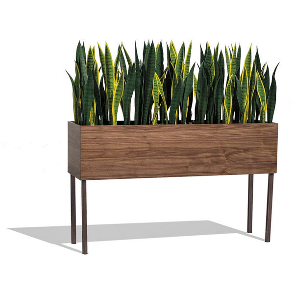 Short Sansevieria Mix in Custom Rectangle Planter