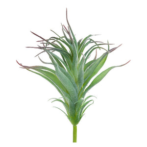 Ionantha Air Plant w/ Flocking