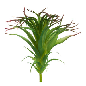 Ionantha Air Plant