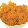 Reindeer Moss, Orange