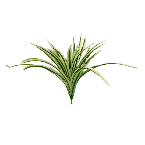 Zebra Grass