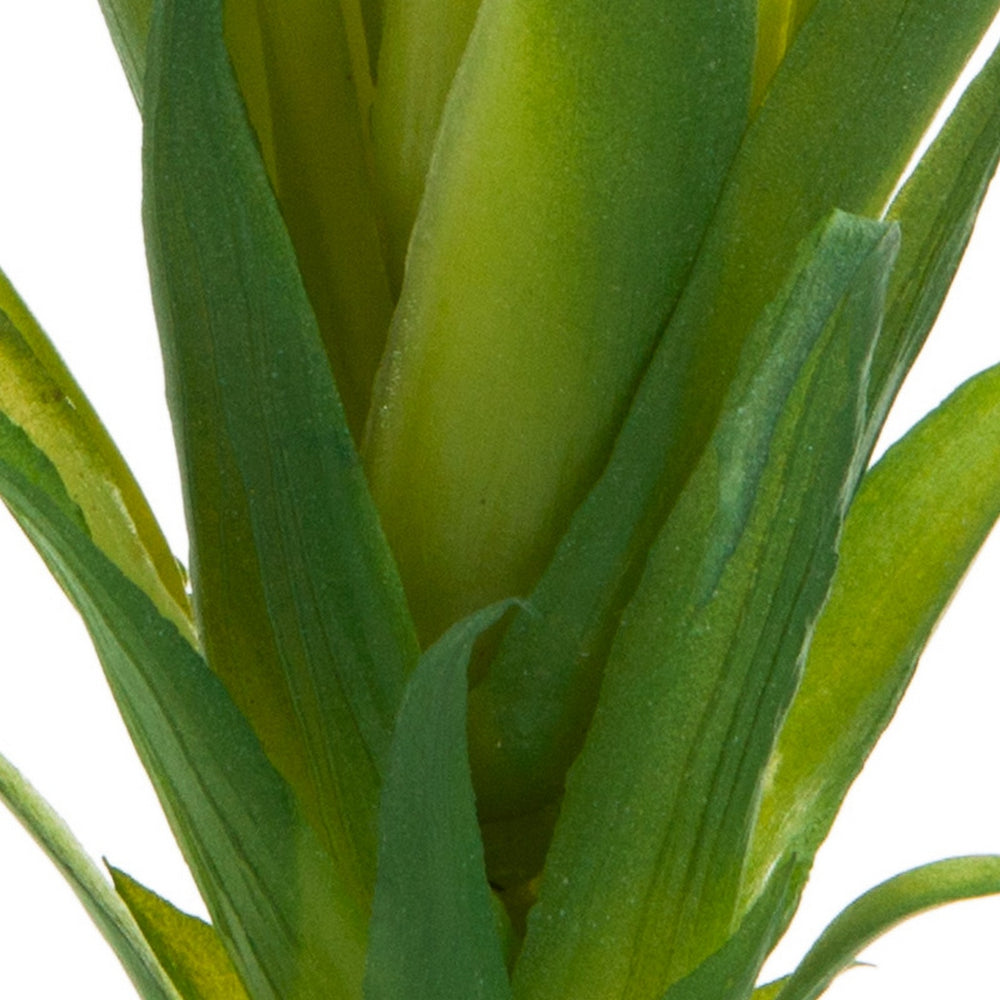 Ionantha Air Plant