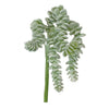 Burro's Tail 11.75"
