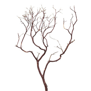 Natural Manzanita
