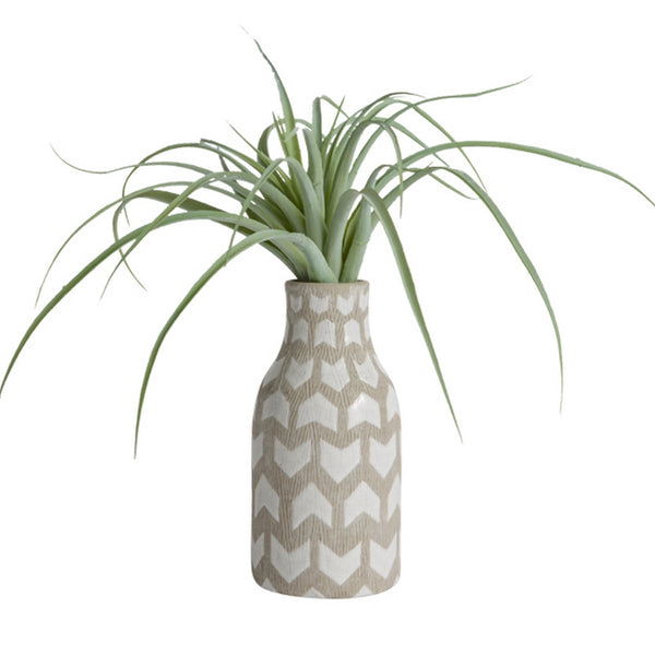 Tillandsia, Grey